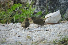 Tiaris olivaceus intermedius