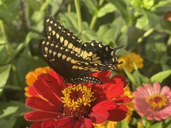 Papilio polyxenes asterius