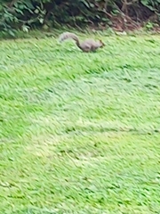 Sciurus carolinensis