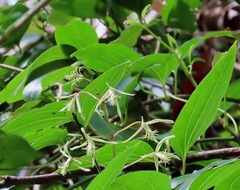 Clematis glycinoides