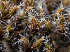 Syntrichia
