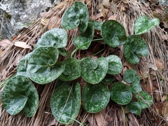 Cyclamen purpurascens