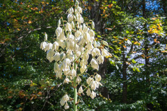 Yucca filamentosa