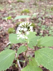 Ageratina altissima