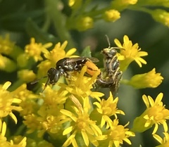Perdita octomaculata