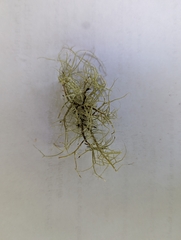 Usnea perplexans