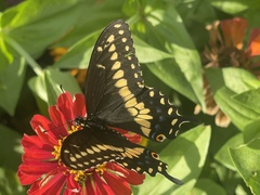 Papilio polyxenes asterius