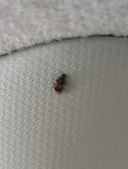 Anthrenus scrophulariae