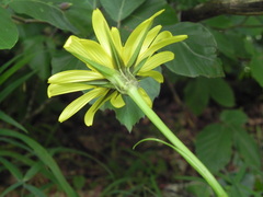 Tragopogon pratensis