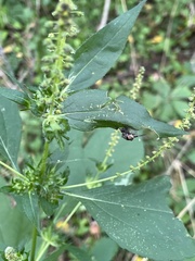 Entomophthora muscae