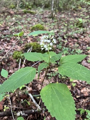 Ageratina altissima