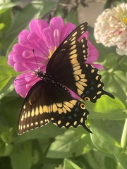 Papilio polyxenes asterius