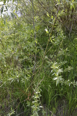 Salix alba
