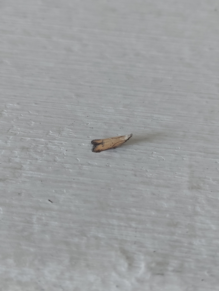 Mesophleps corsicella