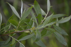 Salix alba