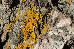 Xanthomendoza fallax