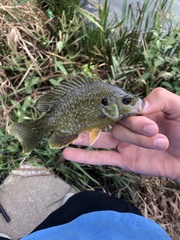 Lepomis macrochirus × cyanellus