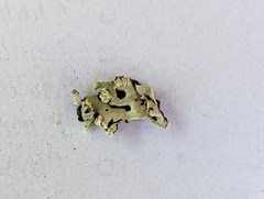 Menegazzia subsimilis