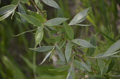 Salix alba