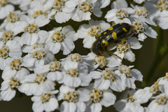 Trichodes ornatus