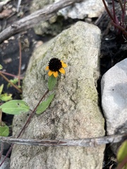 Sanvitalia procumbens