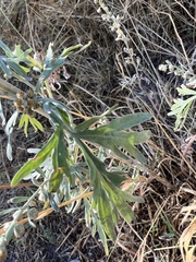Artemisia absinthium