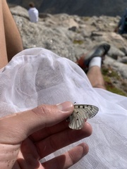 Parnassius smintheus