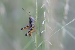 Boopedon flaviventris