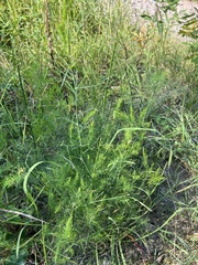 Asparagus officinalis