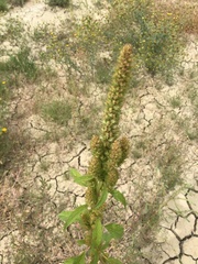 Amaranthus