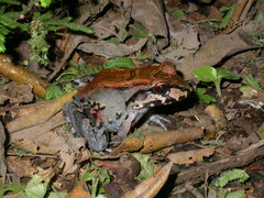 Leptodactylus savagei