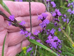 Liatris microcephala