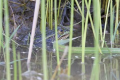 Lithobates chiricahuensis