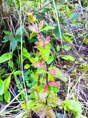 Lamourouxia macrantha