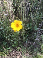 Coreopsis