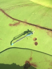 Ischnura kellicotti