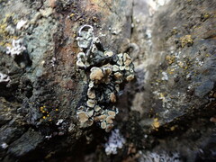 Rhizoplaca chrysoleuca