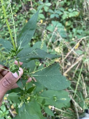 Entomophthora muscae