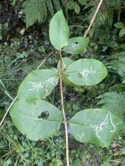 Lonicera periclymenum