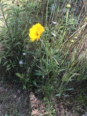 Coreopsis