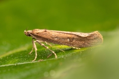 Atomotricha
