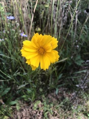 Coreopsis