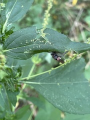 Entomophthora muscae