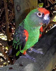 Poicephalus gulielmi