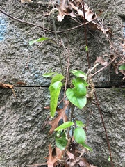 Melicytus ramiflorus