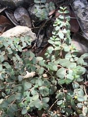 Euphorbia fendleri