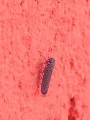 Proconiini