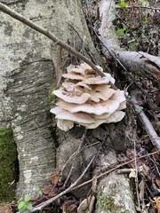 Climacodon septentrionalis