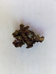 Pseudocyphellaria citrina