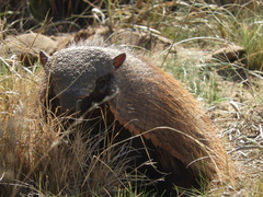 Chaetophractus villosus